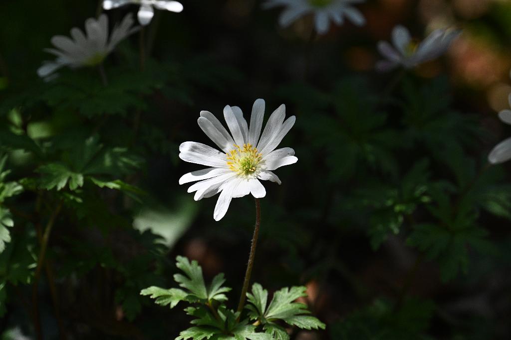 2025-04286722 Mount Auburn Cemetery, MA.JPG - Anemone (Anemone blanda). Mount Auburn Cemetery, MA, 4-28-2025